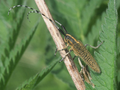 Agapanthia villosoviridescens