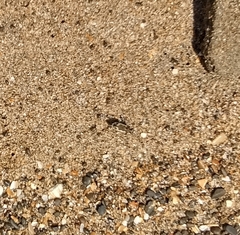 Neocicindela latecincta