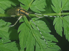 Agapanthia villosoviridescens