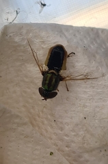 Odontomyia decipiens
