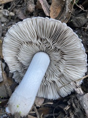 Coprinopsis uliginicola