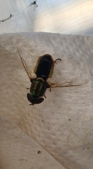 Odontomyia decipiens