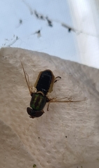 Odontomyia decipiens