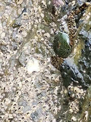 Grapsus albolineatus