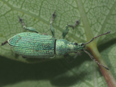 Phyllobius maculicornis