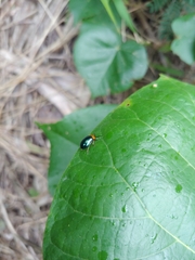 Morphosphaera caerulea