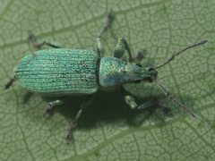 Phyllobius maculicornis