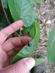 Morphosphaera caerulea