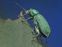 Phyllobius maculicornis