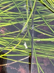 Aegires albopunctatus