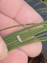 Aegires albopunctatus