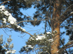 Pyrrhula pyrrhula cineracea