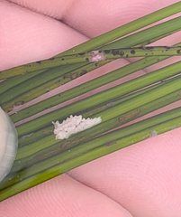 Aegires albopunctatus