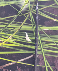 Aegires albopunctatus