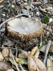 Coprinopsis uliginicola