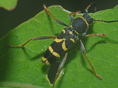 Clytus arietis