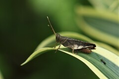Coptacra foedata