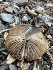 Coprinopsis uliginicola