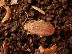 Xanthogaleruca maculicollis