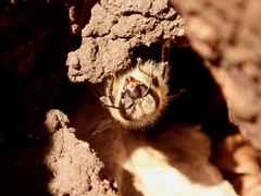 Apis cerana japonica