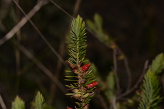 Astroloma microdonta