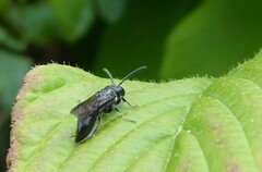 Apoidea