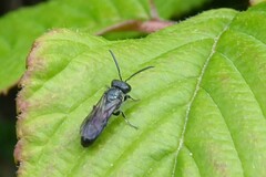Apoidea