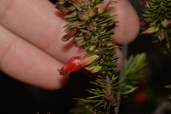 Astroloma microdonta