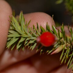 Astroloma microdonta