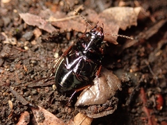 Amara congrua