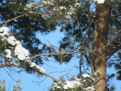 Pyrrhula pyrrhula cineracea