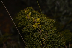 Petrophile striata