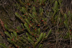 Astroloma microdonta