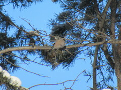 Pyrrhula pyrrhula cineracea
