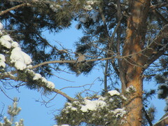 Pyrrhula pyrrhula cineracea