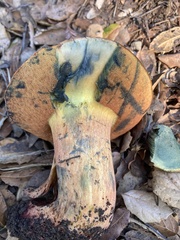 Suillellus amygdalinus