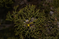 Petrophile striata