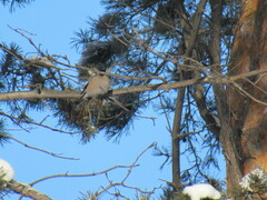 Pyrrhula pyrrhula cineracea