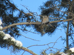 Pyrrhula pyrrhula cineracea