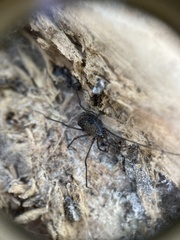 Ortholasma rugosum