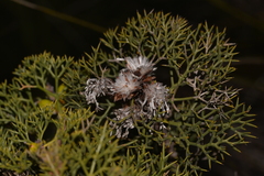 Petrophile striata
