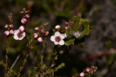 Chamelaucieae