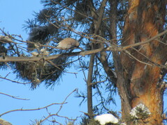Pyrrhula pyrrhula cineracea