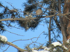 Pyrrhula pyrrhula cineracea