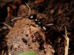 Dendrolasius
