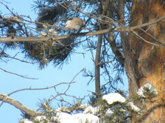 Pyrrhula pyrrhula cineracea