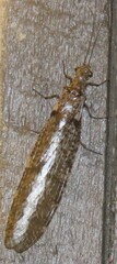 Archichauliodes diversus