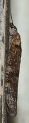 Archichauliodes diversus