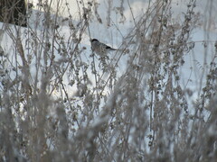 Pyrrhula pyrrhula cineracea