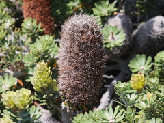 Banksia praemorsa